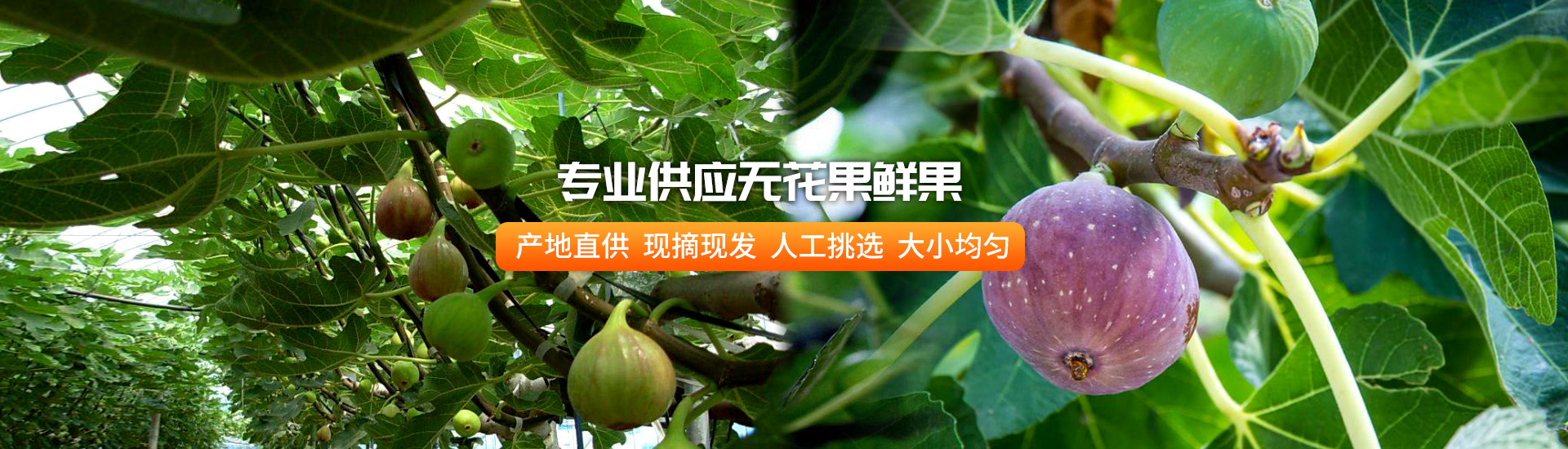 无花果鲜果