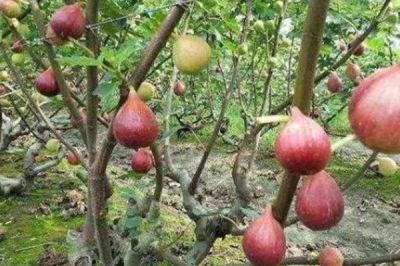 无花果鲜果批发