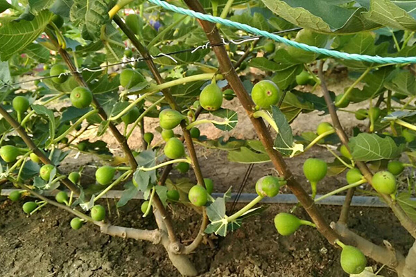 无花果营养价值