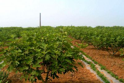 无花果种植基地