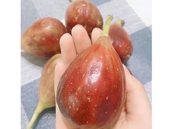 无花果